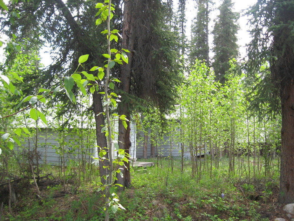 The Perch Resort Denali Park Exterior photo