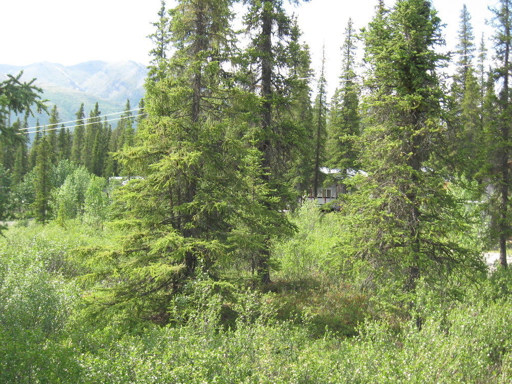 The Perch Resort Denali Park Exterior photo